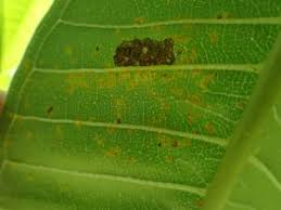 Attēlu rezultāti vaicājumam “Coleosporium sp.”