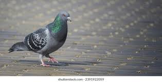 Attēlu rezultāti vaicājumam “Columba livia f. domestica”