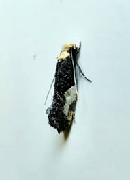 Attēlu rezultāti vaicājumam “Monopis monachella”