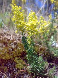 Attēlu rezultāti vaicājumam “Galium verum leaf”