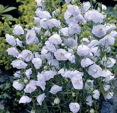 Attēlu rezultāti vaicājumam “Campanula persicifolia flower”