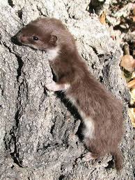 Attēlu rezultāti vaicājumam “Mustela nivalis”