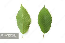 Attēlu rezultāti vaicājumam “Carpinus betulus leaf”