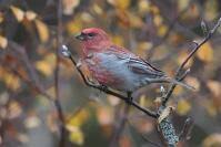 Attēlu rezultāti vaicājumam “Pinicola enucleator”
