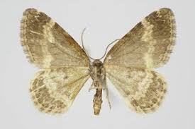 Attēlu rezultāti vaicājumam “Perizoma alchemilla”