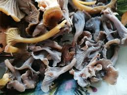 Attēlu rezultāti vaicājumam “Pseudocraterellus”