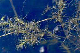 Attēlu rezultāti vaicājumam “Najas flexilis”