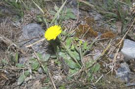 Attēlu rezultāti vaicājumam “Pilosella officinarum”