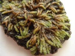 Attēlu rezultāti vaicājumam “Riccia canaliculata”