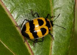 Attēlu rezultāti vaicājumam “Erotylidae”