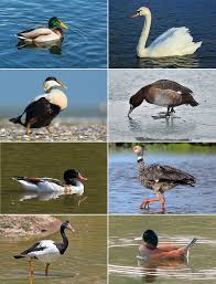 Attēlu rezultāti vaicājumam “Anseriformes”