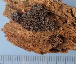 Attēlu rezultāti vaicājumam “Tubifera montana”