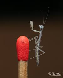 Attēlu rezultāti vaicājumam “Mantis religiosa”