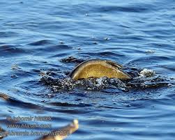 Attēlu rezultāti vaicājumam “Abramis brama”