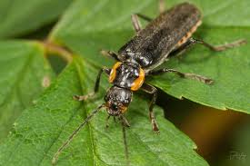 Attēlu rezultāti vaicājumam “Cantharis obscura”