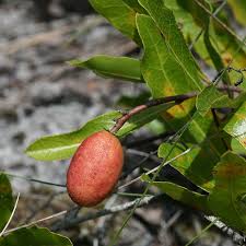 Attēlu rezultāti vaicājumam “Reticularia jurana macro”