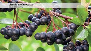 Attēlu rezultāti vaicājumam “Aronia melanocarpa fruit”