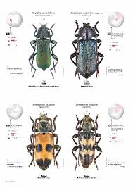 Attēlu rezultāti vaicājumam “Cerambycidae”