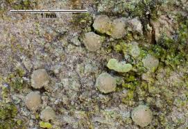 Attēlu rezultāti vaicājumam “Lecanactis abietina”