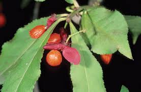 Attēlu rezultāti vaicājumam “Euonymus fruit”