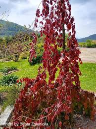 Attēlu rezultāti vaicājumam “Fagus sylvatica fo. purpurea flower”