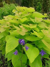 Attēlu rezultāti vaicājumam “Catalpa ovata fruit”