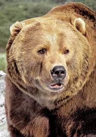 Image result for brown bear