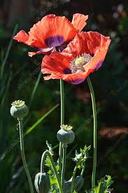 Attēlu rezultāti vaicājumam “Papaver somniferum flower”