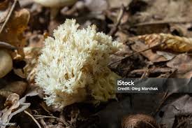 Attēlu rezultāti vaicājumam “Ramariopsis kunzei”