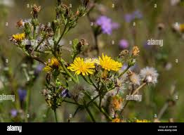 Attēlu rezultāti vaicājumam “Hieracium laevigatum”