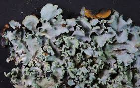 Attēlu rezultāti vaicājumam “Cetrelia olivetorum”