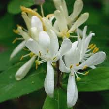 Attēlu rezultāti vaicājumam “Lonicera xylosteum leaf”