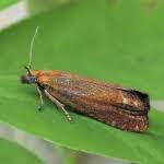 Attēlu rezultāti vaicājumam “Lathronympha strigana”