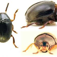 Attēlu rezultāti vaicājumam “Scaphisoma sp.”