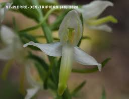 Attēlu rezultāti vaicājumam “Platanthera bifolia flower”