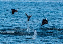 Image result for Mobula munkiana