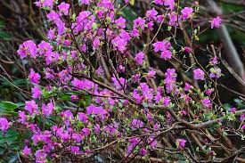 Attēlu rezultāti vaicājumam “Juncus nastanthus”