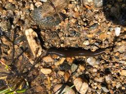 Attēlu rezultāti vaicājumam “Haemopis sanguisuga”