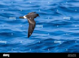 Image result for Oceanodroma castro