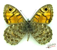 Attēlu rezultāti vaicājumam “Lasiommata megera underside”