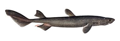 Image result for Dalatias licha