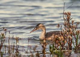 Attēlu rezultāti vaicājumam “Podiceps cristatus juvenile”