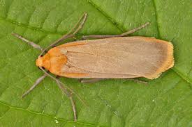 Attēlu rezultāti vaicājumam “Eilema depressa”