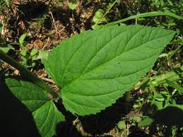 Attēlu rezultāti vaicājumam “Scrophularia nodosa leaf”