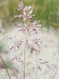 Attēlu rezultāti vaicājumam “Corynephorus canescens”