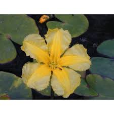 Image result for Seekanne