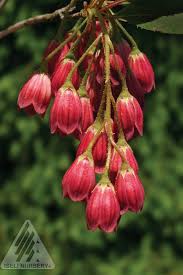Attēlu rezultāti vaicājumam “Enkianthus chinensis flower”