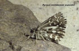 Attēlu rezultāti vaicājumam “Grypocoris sexguttatus imago”