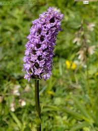 Attēlu rezultāti vaicājumam “Gymnadenia conopsea flower”