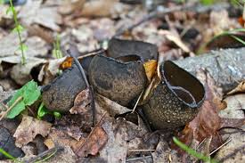 Attēlu rezultāti vaicājumam “Urnula craterium”